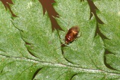 Monalocoris filicis