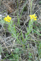 Genista hispanica hispanica