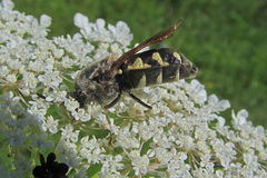 Stratiomys singularior