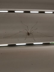 Opilio canestrinii