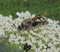 Stratiomys singularior