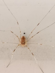 Opilio canestrinii