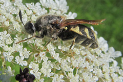 Stratiomys singularior