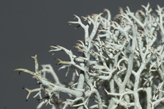 Cladonia ciliata tenuis
