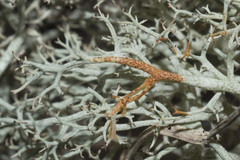 Cladonia ciliata tenuis