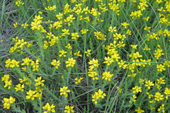 Genista hispanica hispanica