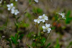 Sibbaldiopsis tridentata