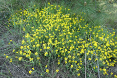 Genista hispanica hispanica