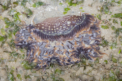 Macrodactyla doreensis