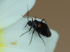 Deraeocoris ribauti