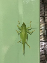 Acantheremus major