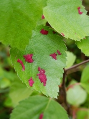 Acalitus longisetosus