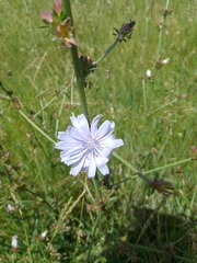 Cichorium intybus