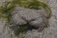 Pilumnus vespertilio