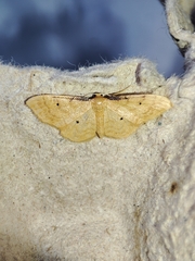 Idaea lutulentaria