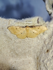 Idaea lutulentaria