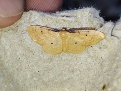 Idaea lutulentaria