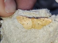 Idaea lutulentaria