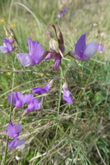 Lathyrus filiformis