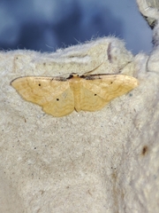 Idaea lutulentaria
