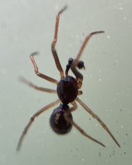 Crustulina scabripes