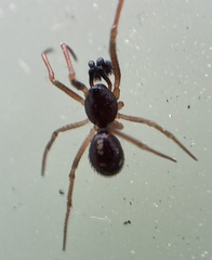 Crustulina scabripes