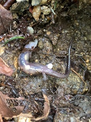 Desmognathus carolinensis