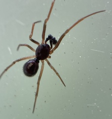 Crustulina scabripes