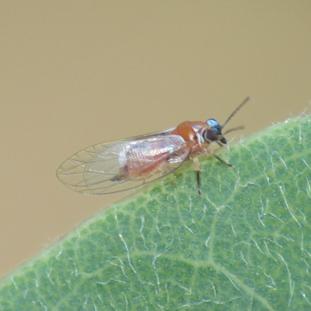 Metatrioza