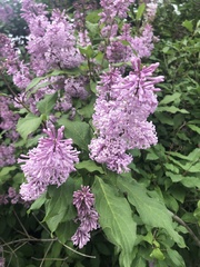 Syringa