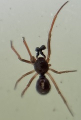 Crustulina scabripes