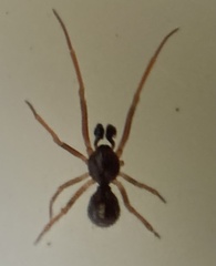 Crustulina scabripes