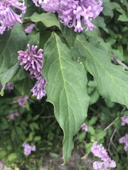 Syringa