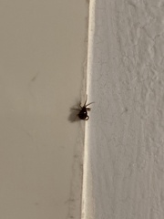 Gibbium aequinoctiale