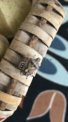 Dolycoris