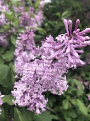 Syringa