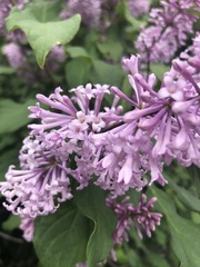 Syringa