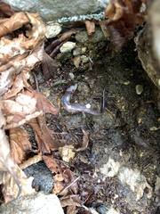 Desmognathus carolinensis