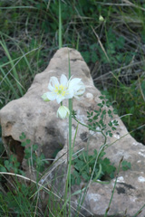 Thalictrum tuberosum