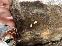 Desmognathus carolinensis