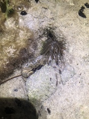 Isoaulactinia stelloides