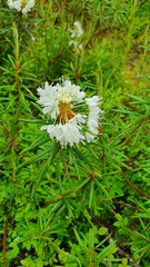 Rhododendron tomentosum