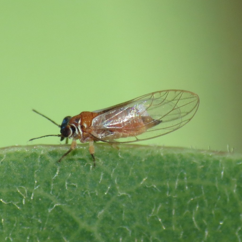 Metatrioza neotriozella