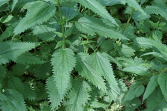 Urtica galeopsifolia