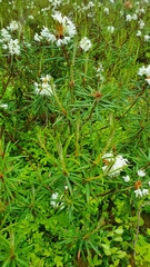 Rhododendron tomentosum