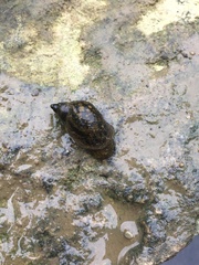 Amphipepleinae