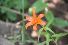 Lilium concolor partheneion
