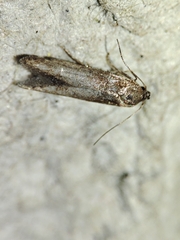 Blastobasis maroccanella