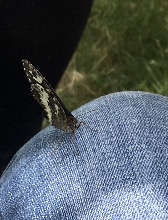 Brintesia circe