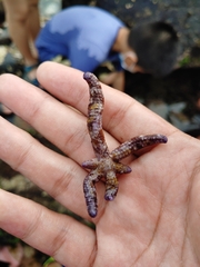 Ophidiaster cribrarius